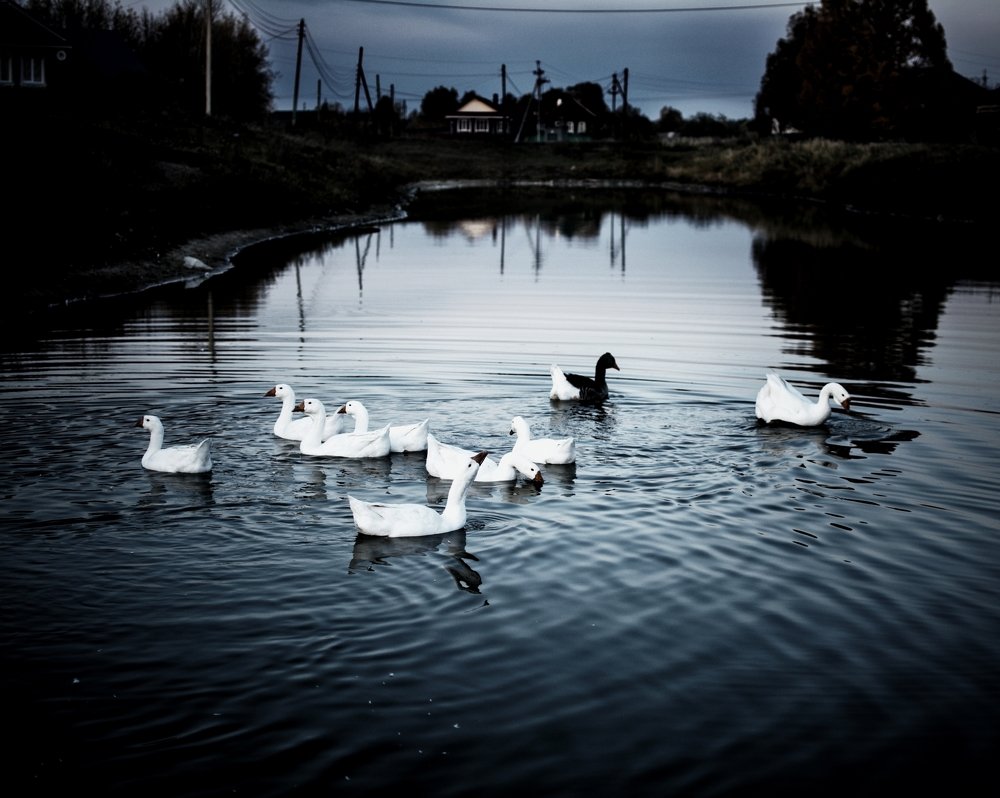 Photograph by Сергей Грицков