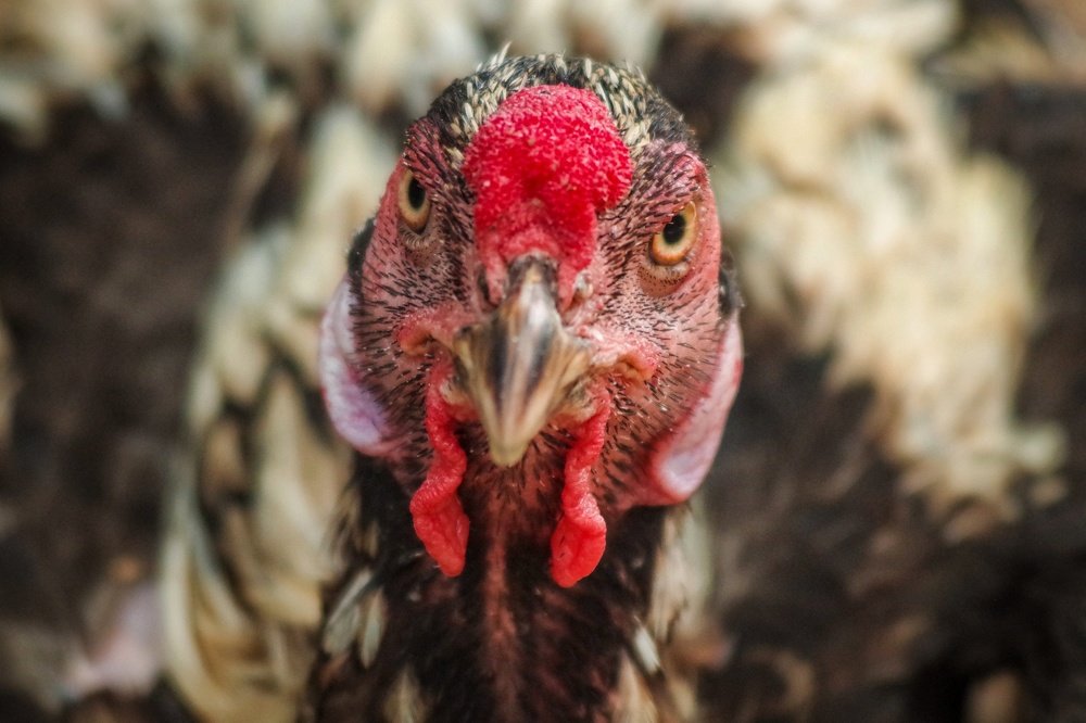 Photograph by Abdullah Nazeef