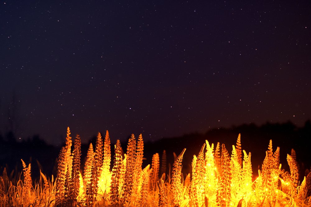 Photograph by Анастасия Артемина