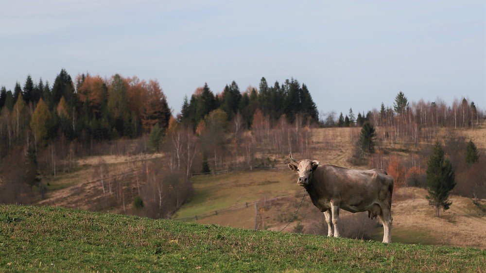 Photograph by Андрей Телибаев