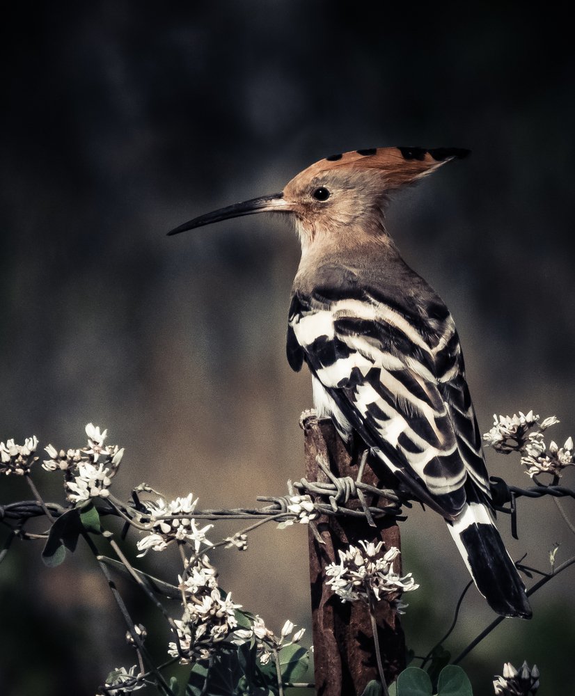 Photograph by Михаил Заброцкий