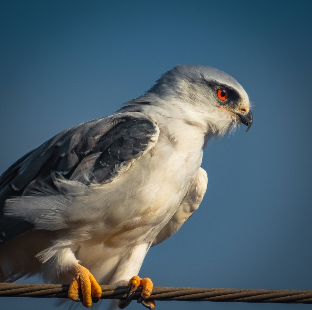 Photograph by Михаил Заброцкий