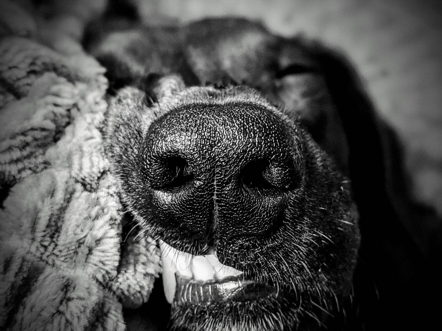 Dog smile