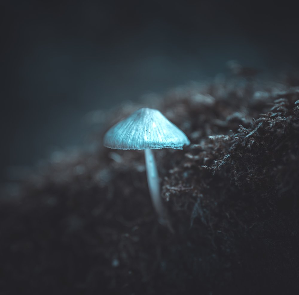 Photograph by Saulius Mikalauskas