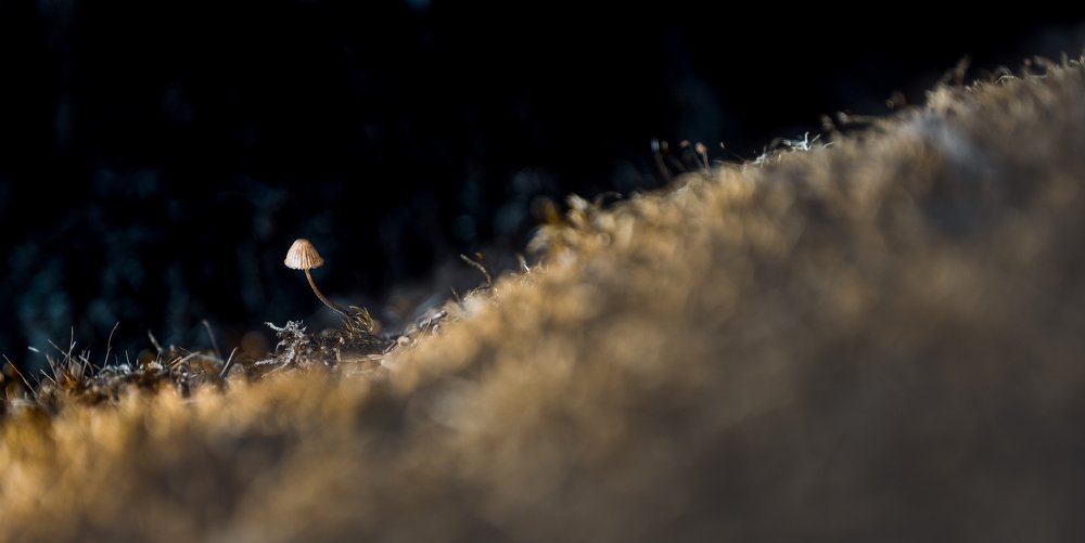 Photograph by Saulius Mikalauskas