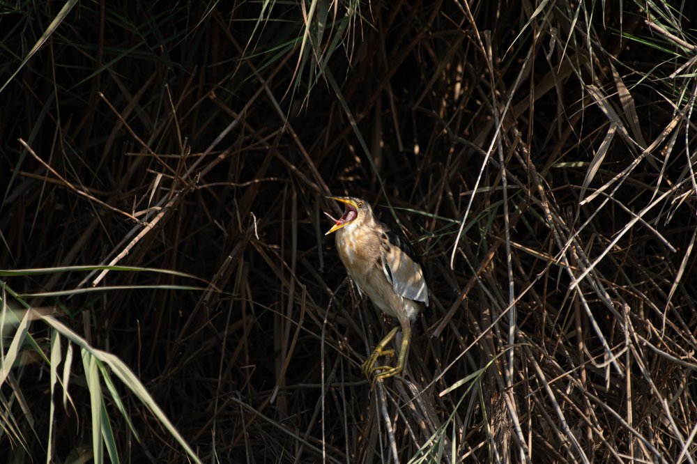 Striated Heron - Action