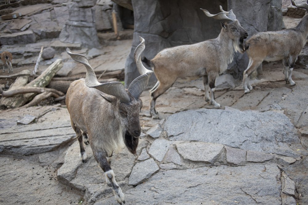 Горные козлики