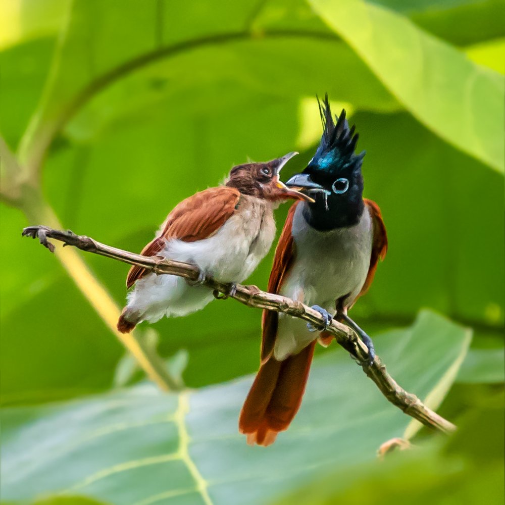 Photograph by Debjyoti Sarkar