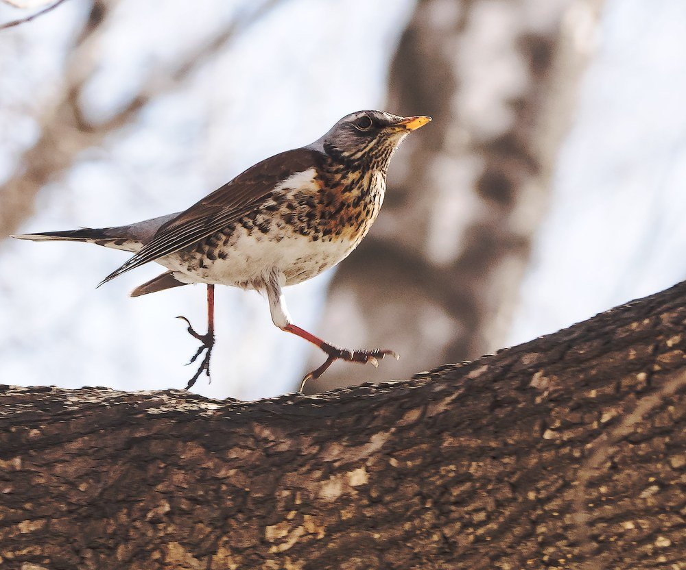 Фотография автора Алексей Школдин