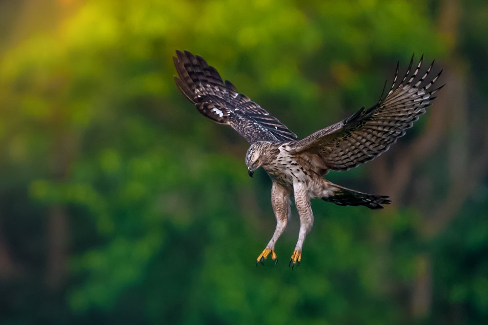 Photograph by Debjyoti Sarkar