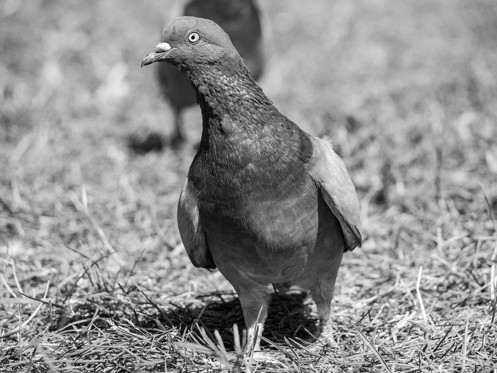 Фотография автора Алексей Школдин