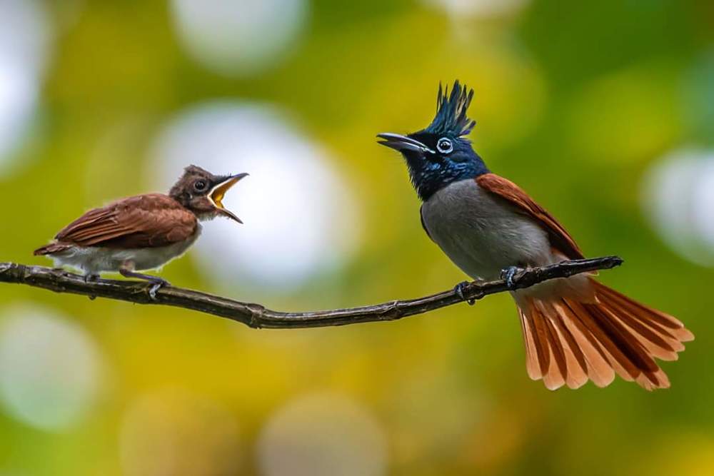 Photograph by Debjyoti Sarkar