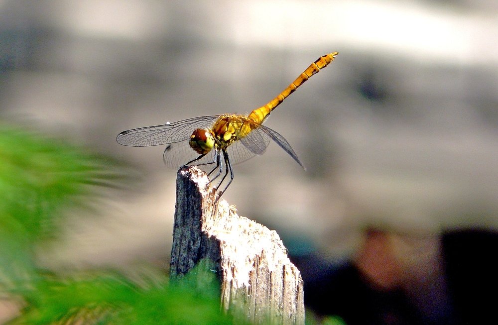 Photograph by леонид натапов