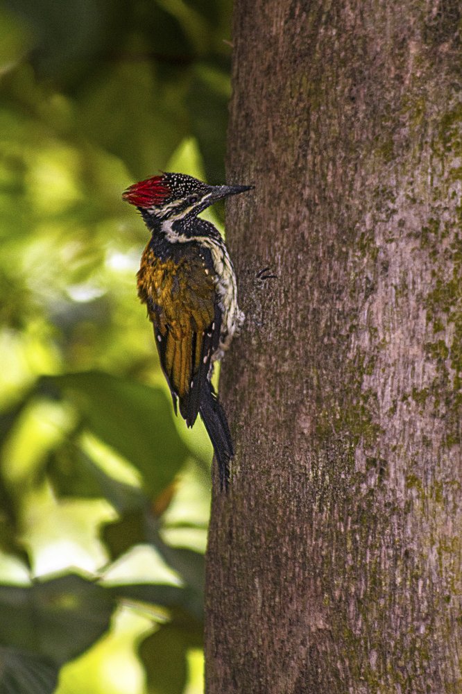 Photograph by SUJITH VARGHESE