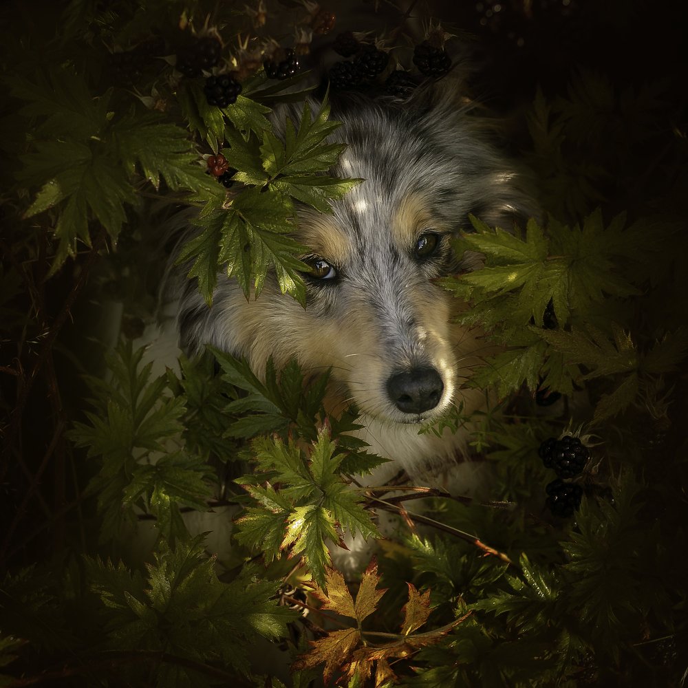 Shetland sheepdog in the bush