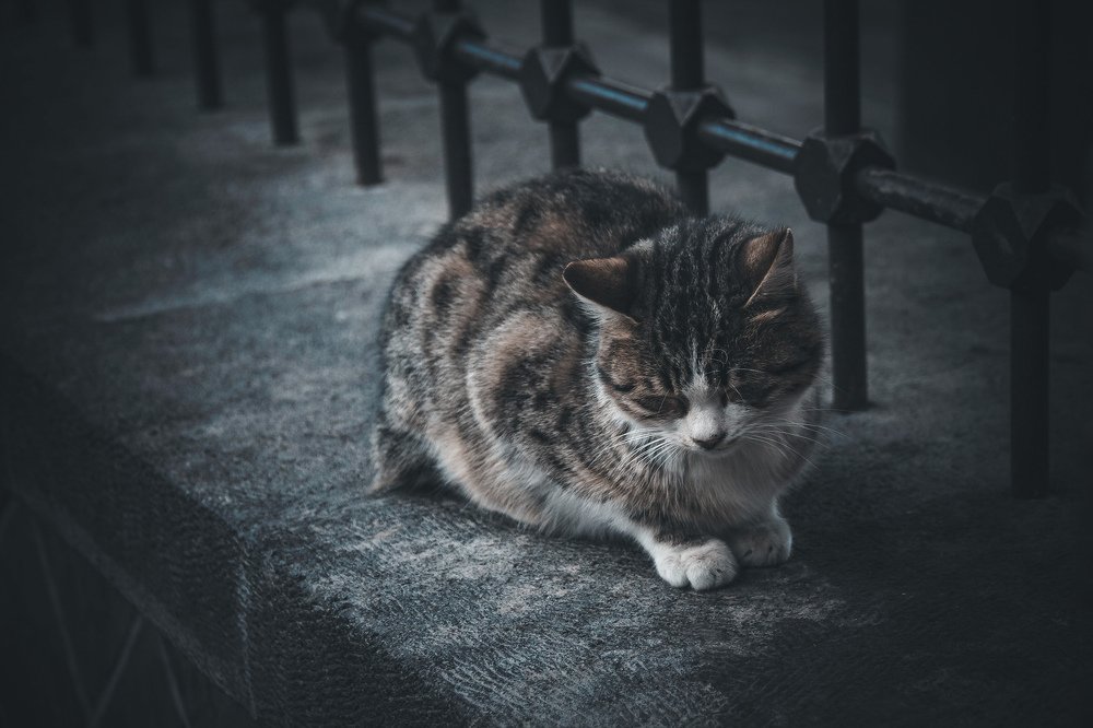 Photograph by Nasrin Navayi