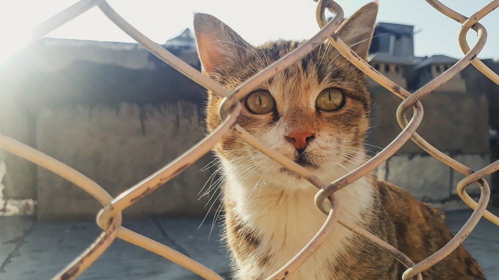 Photograph by Nasrin Navayi