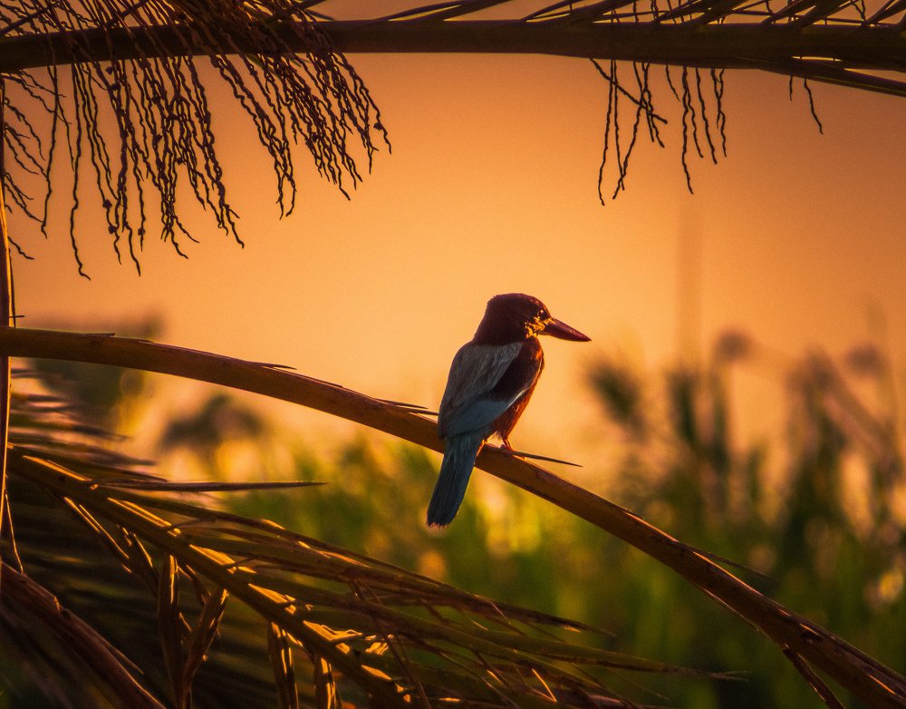 Photograph by Михаил Заброцкий