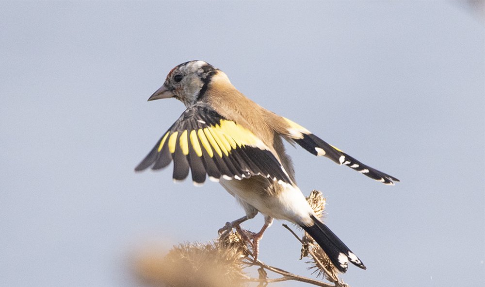 Молодой черноголовый щегол