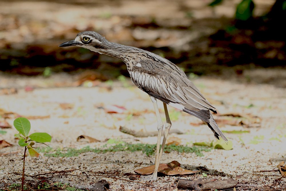 Австралийская авдотка