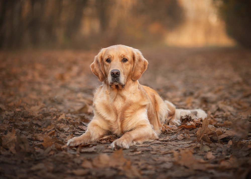 Photograph by Виктория Дубровская