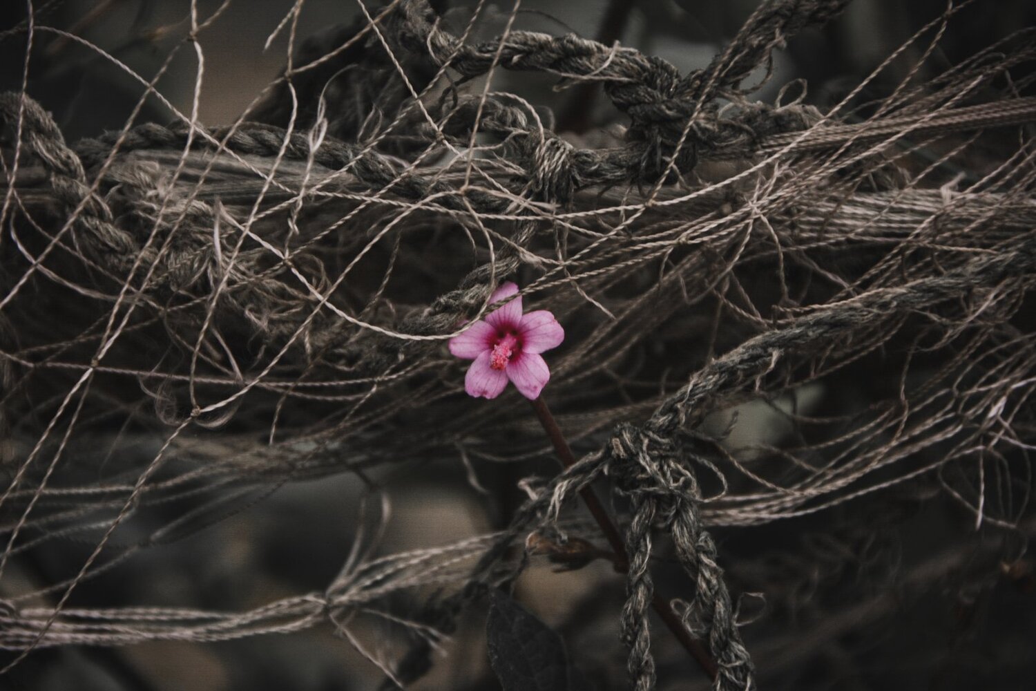 The Bloomer