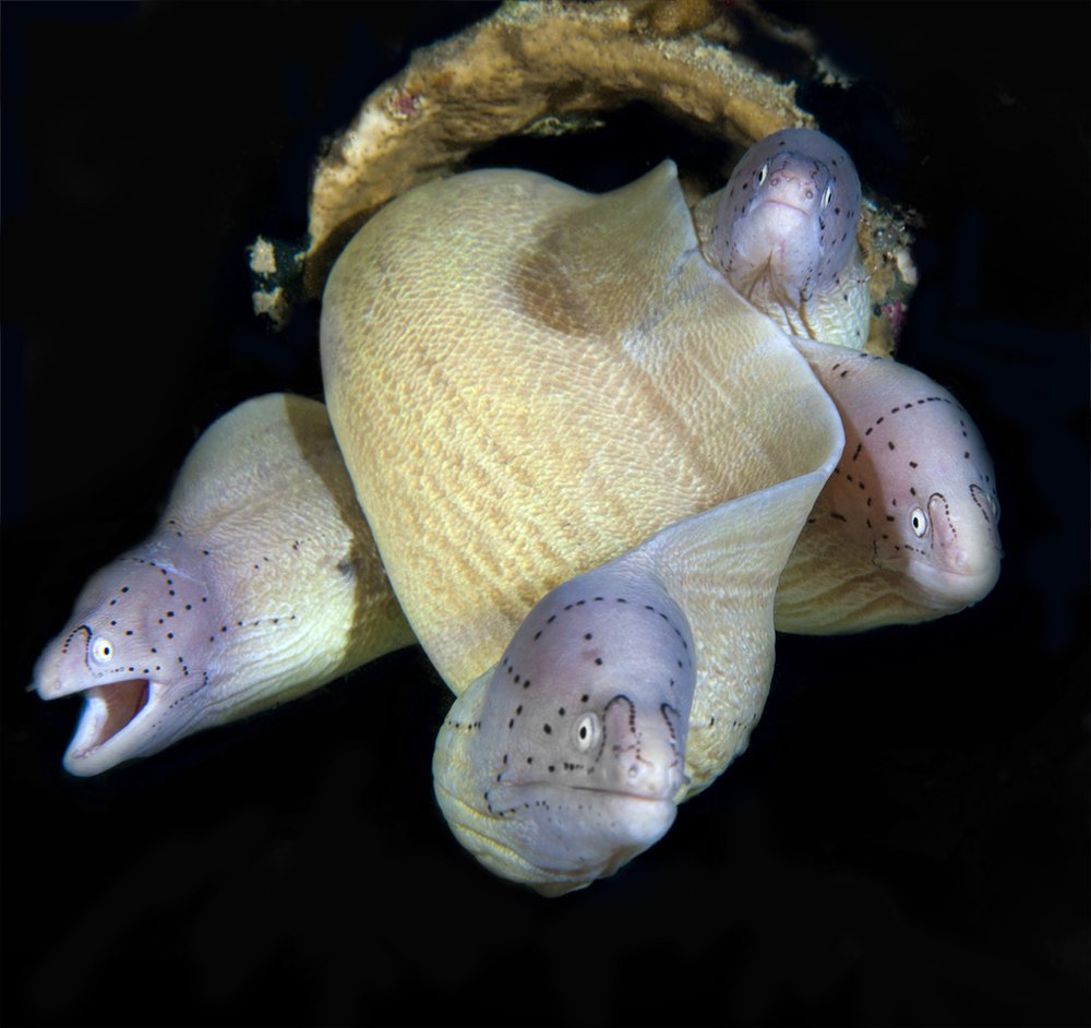 Медуза горгона