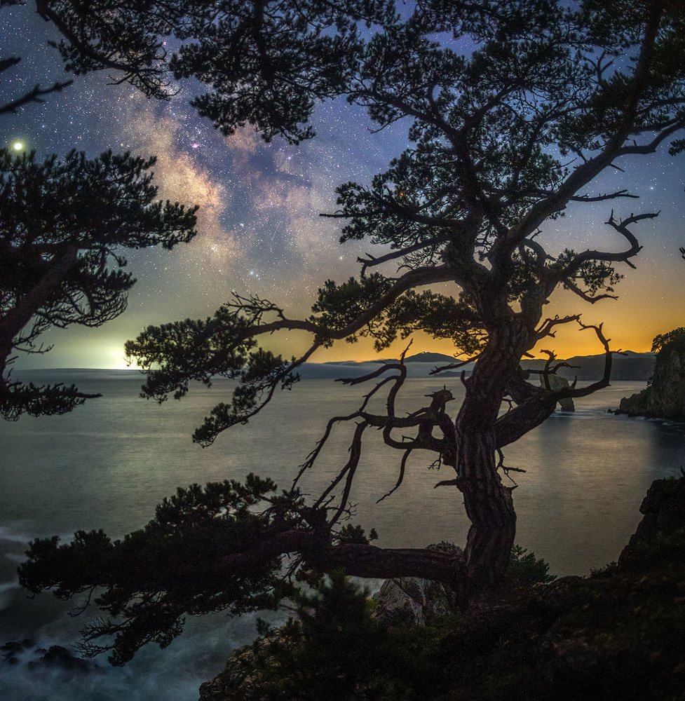 В сосновых ветвях (In the pine branches).