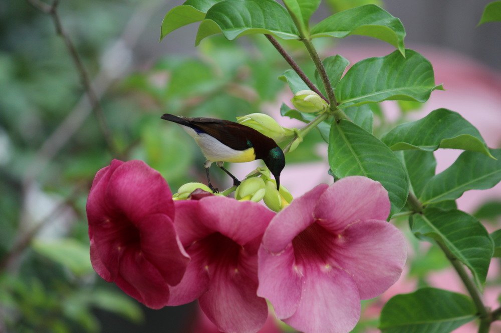 Photograph by Sandip Nalawade