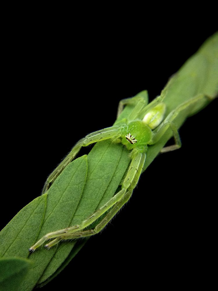 Green Huntsman spider camouflaging to catch their prey !