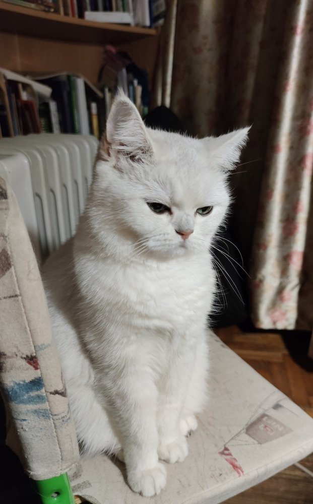 Кошка Лира
