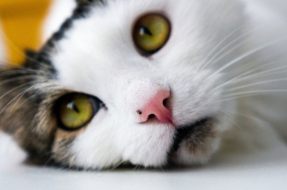 Photograph by Виктор Пономарёв