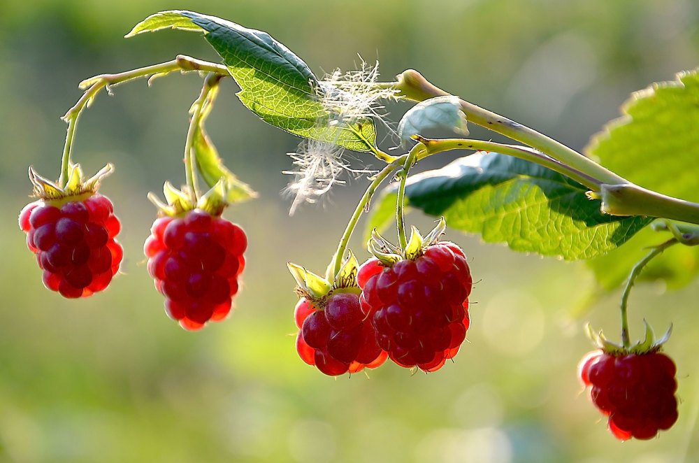 Photograph by Виктор Беляев