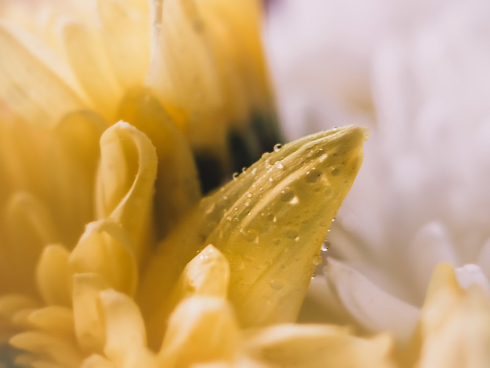 Photograph by Ольга Семеркова