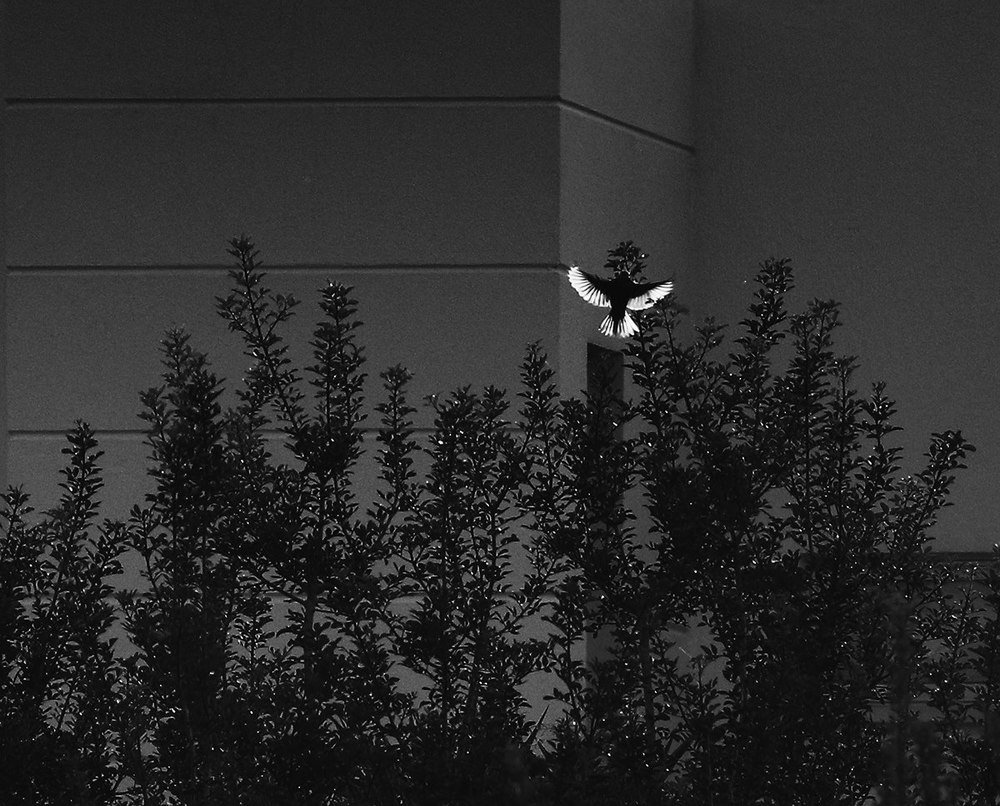 Фотография автора Елена Лаврова