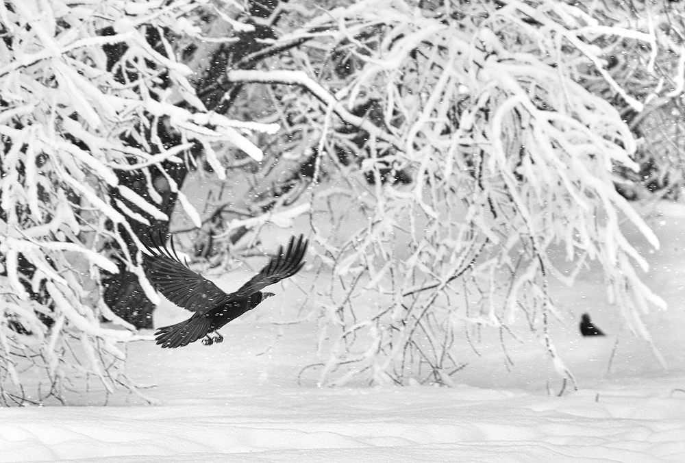 Фотография автора Елена Лаврова