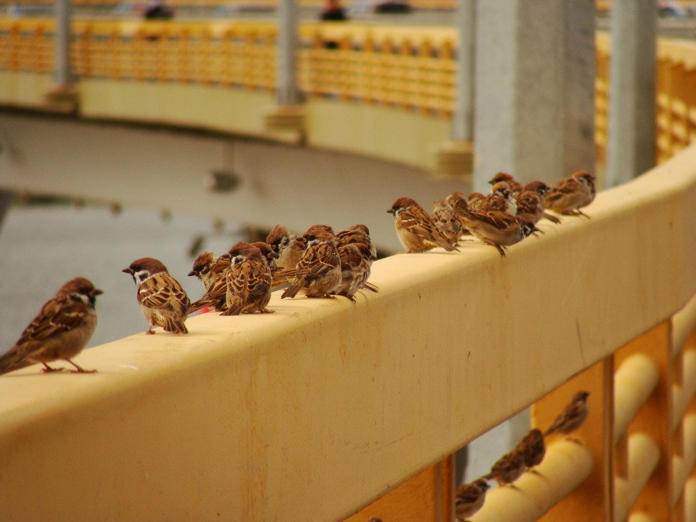 воробьи на  мосту Миллениум.