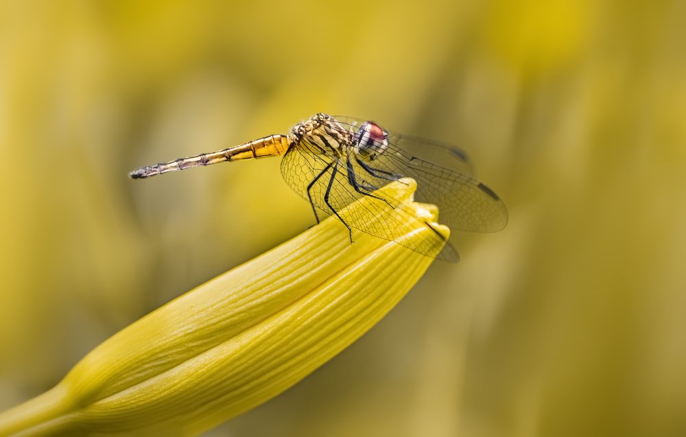 For the love of lilies