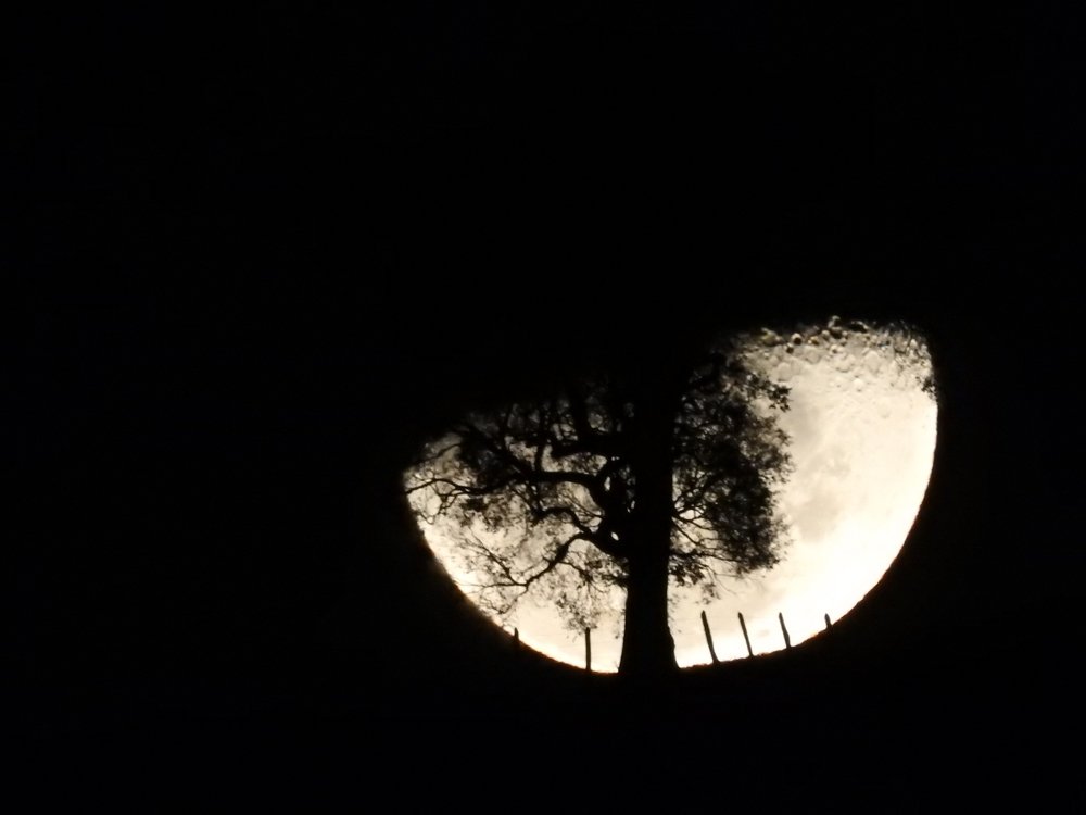 lua e árvore