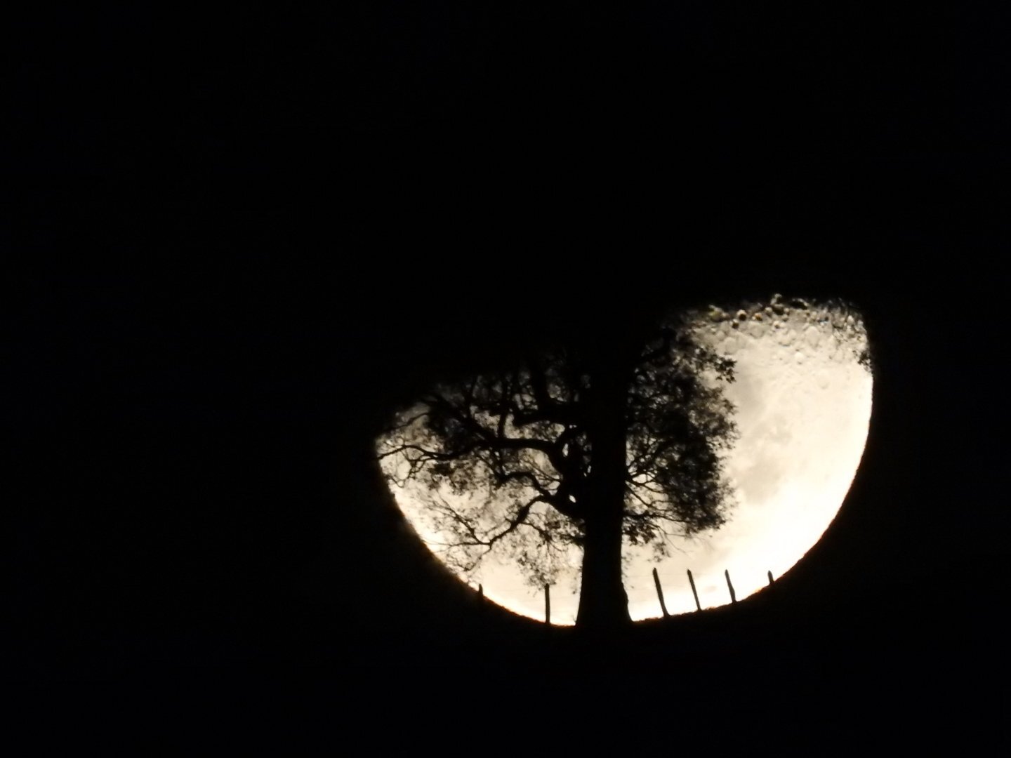 lua e árvore