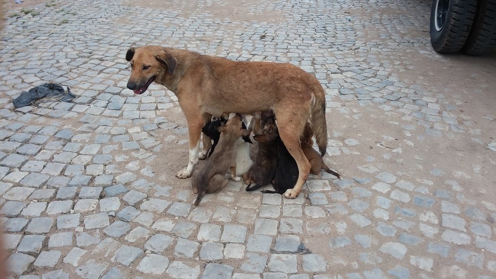 mothers love