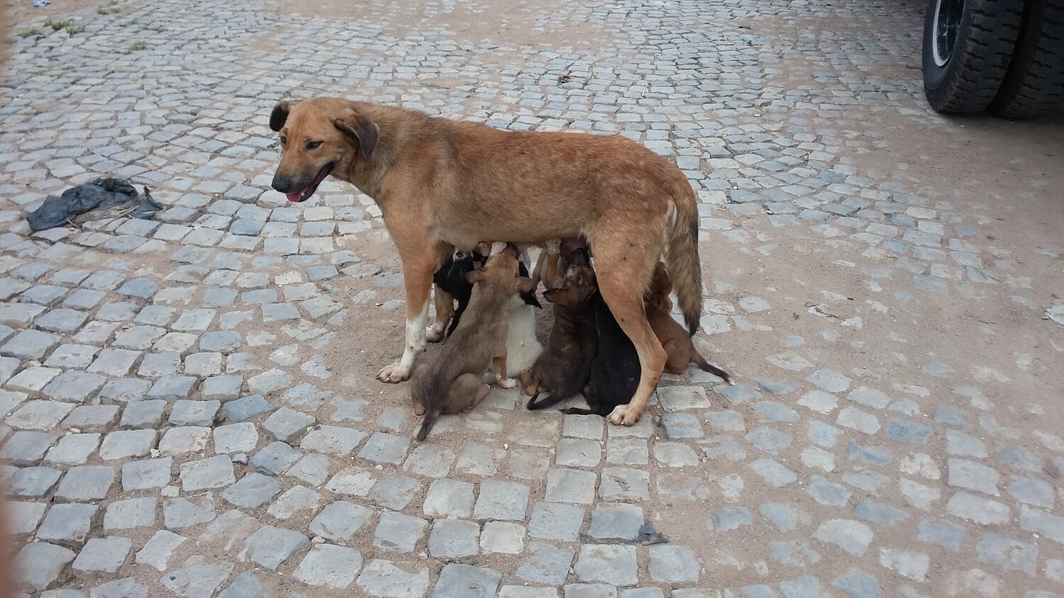 mothers love
