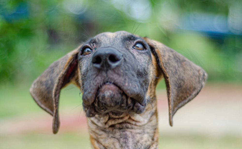 Photograph by Dipanjan Nath