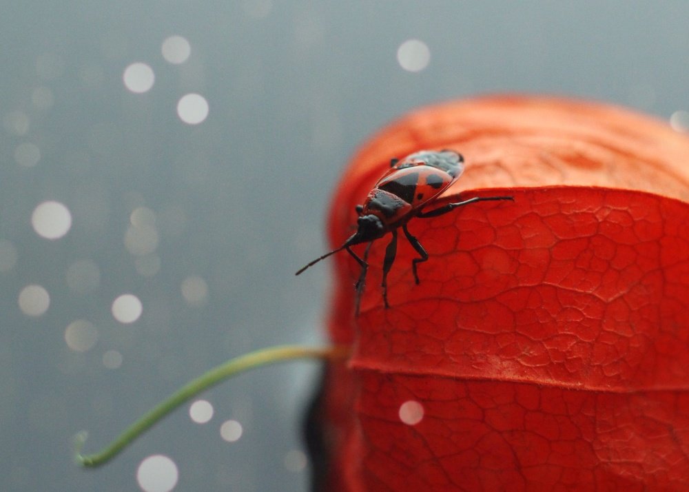 Фотография автора Анна Кравченко