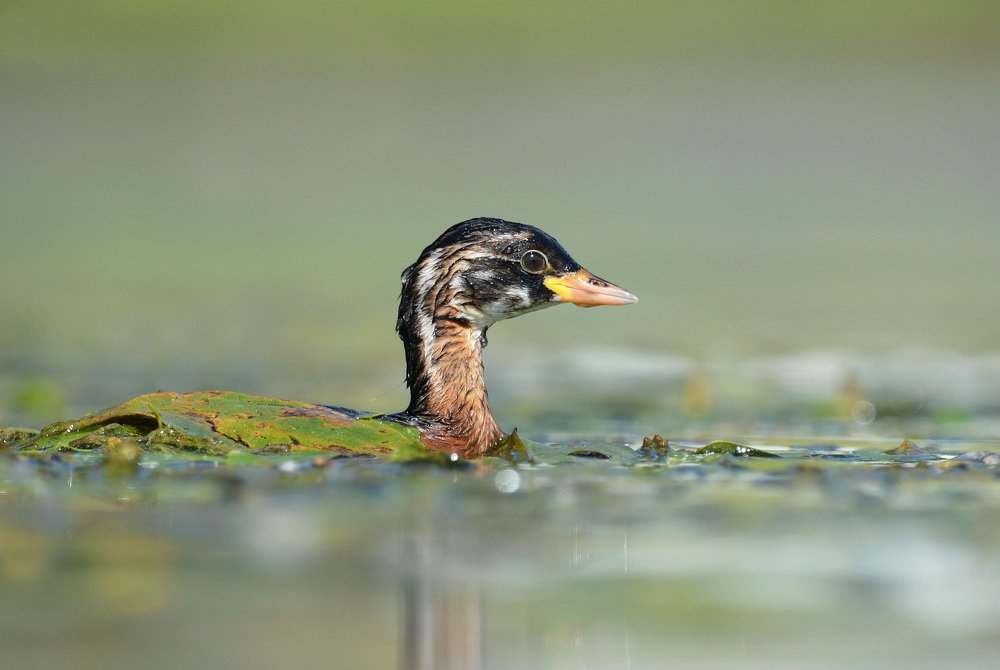 Мастер маскировки.