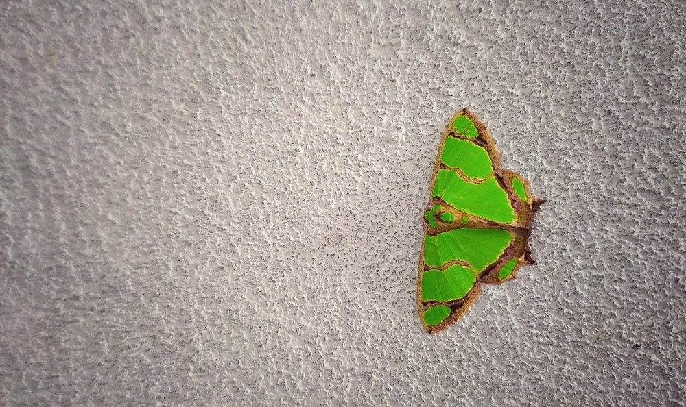 Green  butterfly