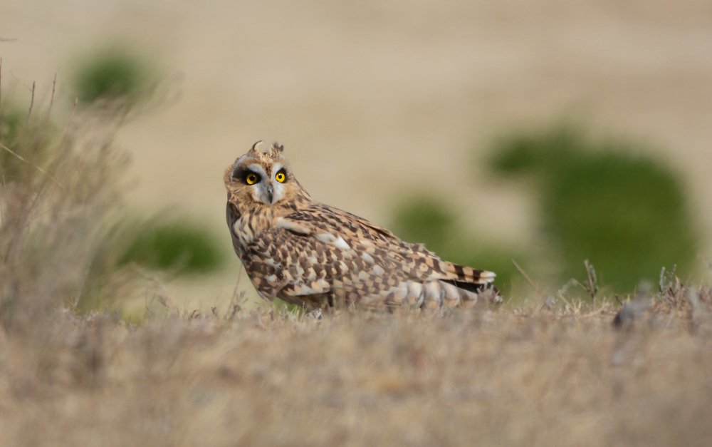 Ушки на макушке.