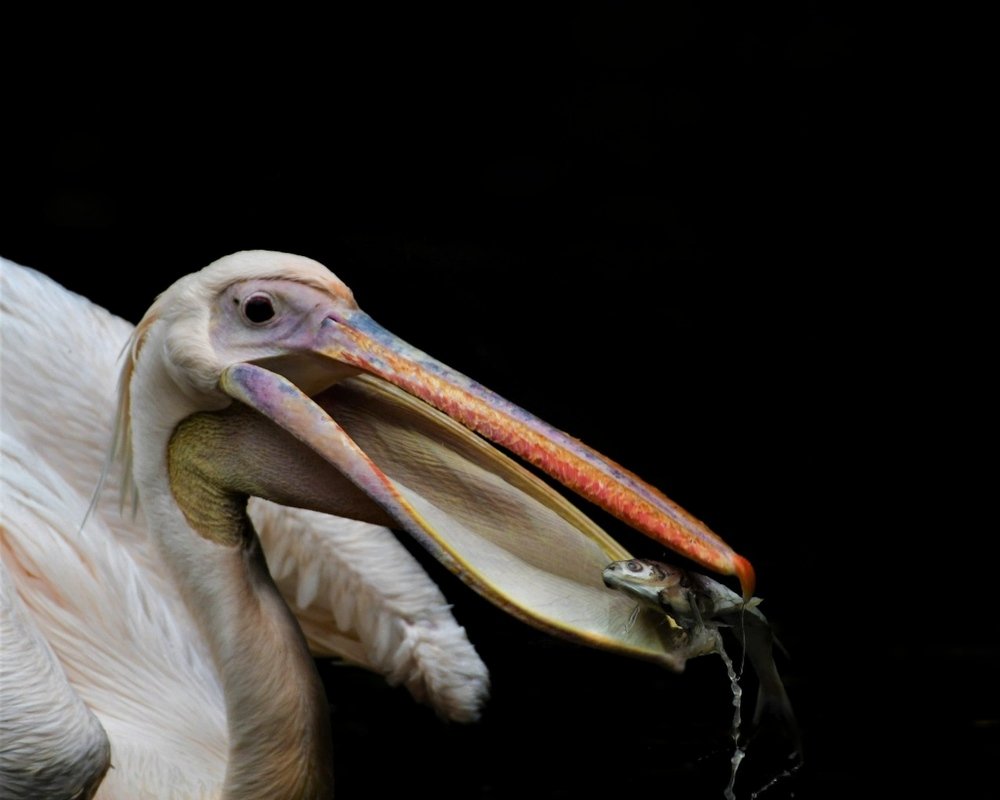 Pelican With A Catch