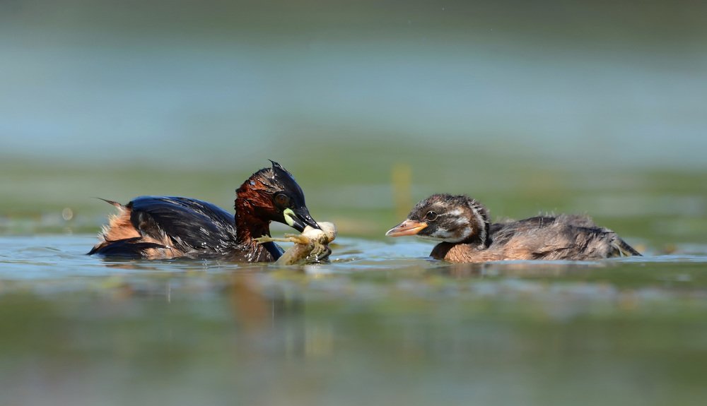 Всё лучшее детям.