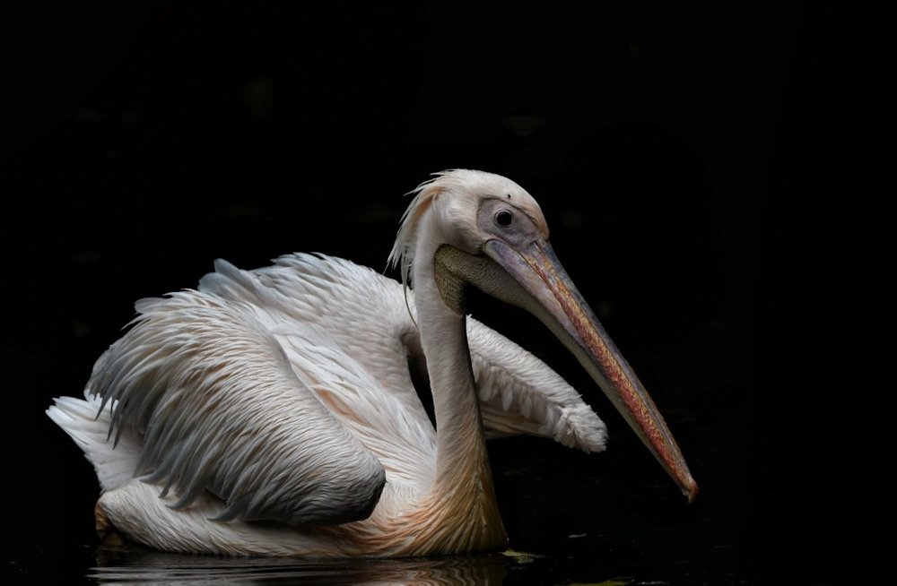 Pelican On The Move